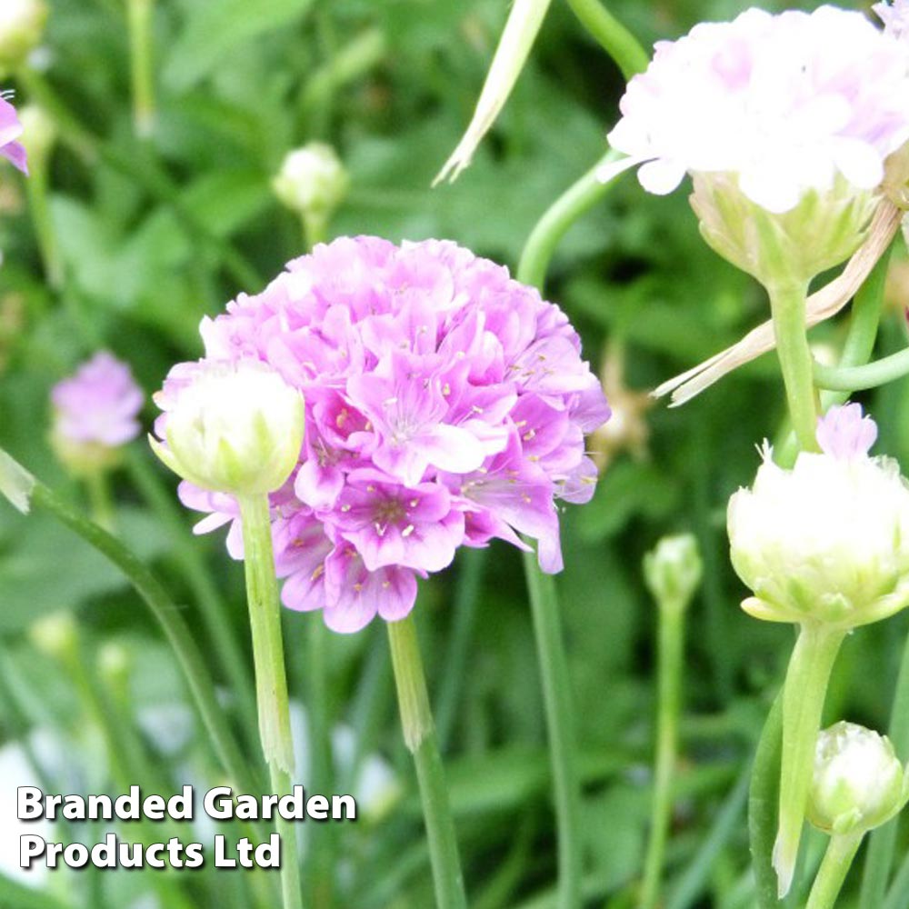 Armeria ‘Ballerina Lilac’ | Suttons