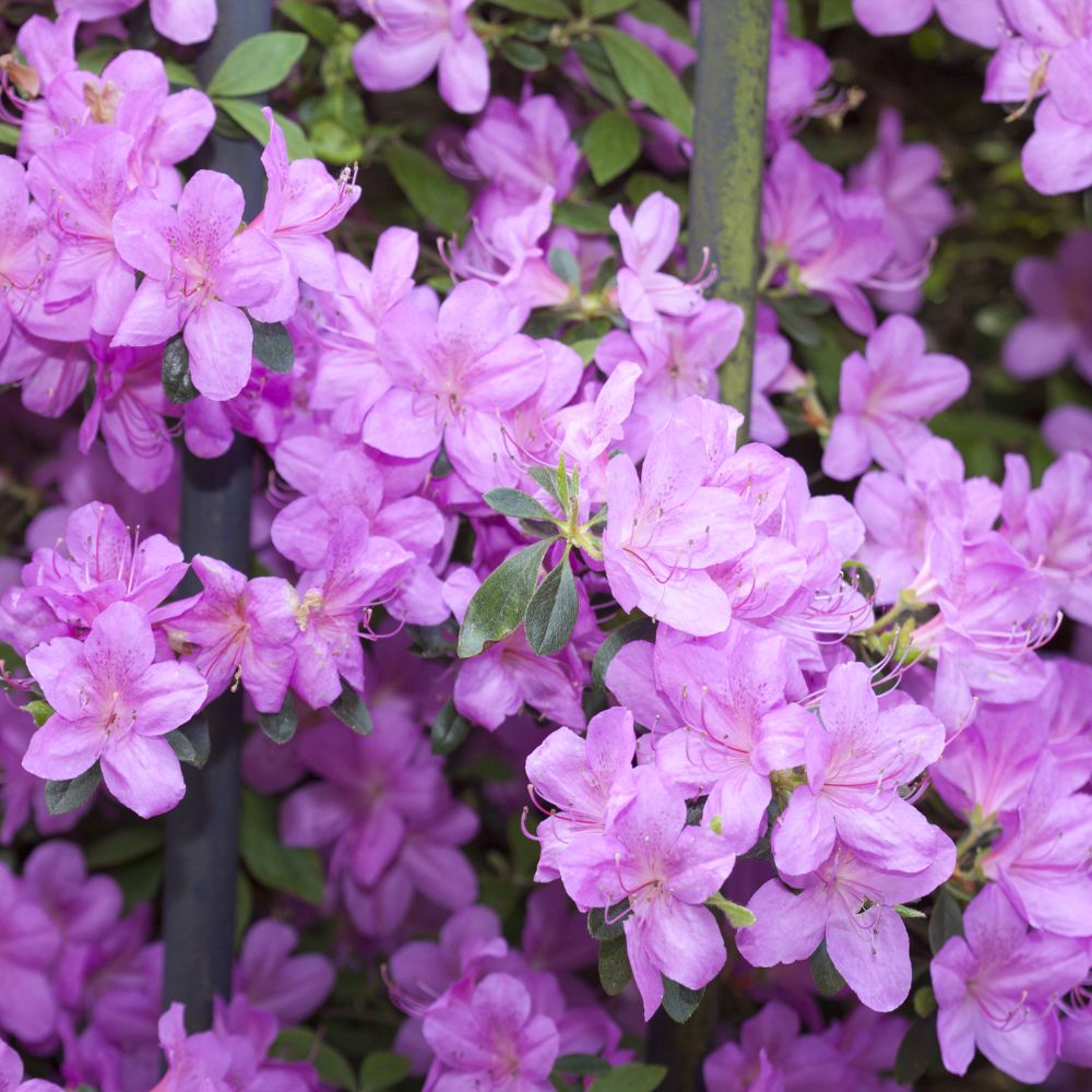 Azalea Dwarf Lilac | Suttons