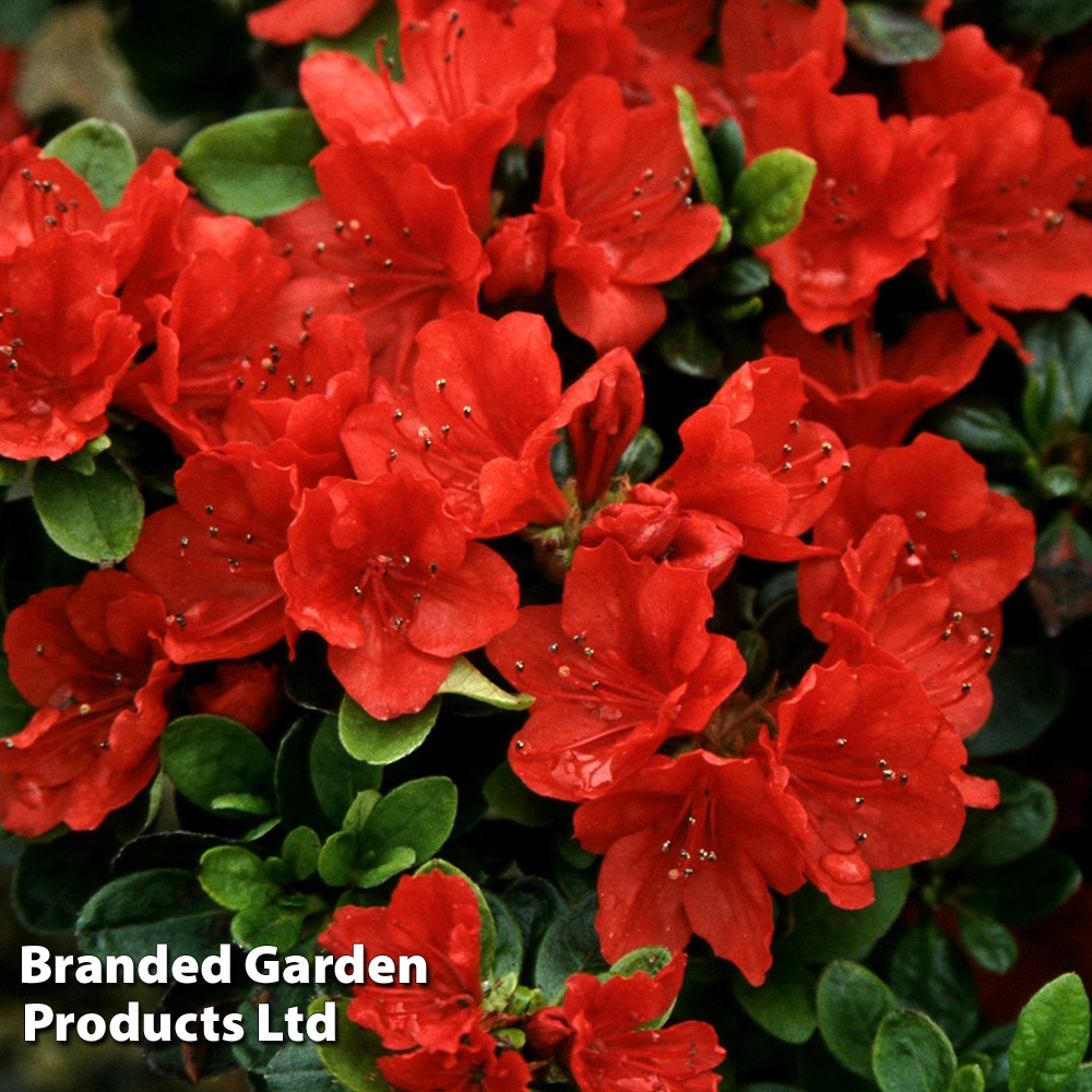 Rhododendron nakaharae orange-flowered (Azalea Group) | Suttons