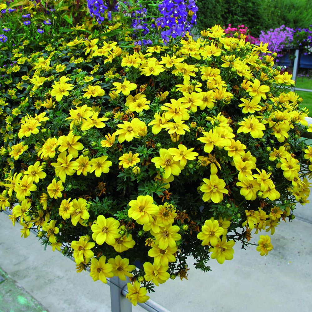 Bidens 'yellow Port Royal' 