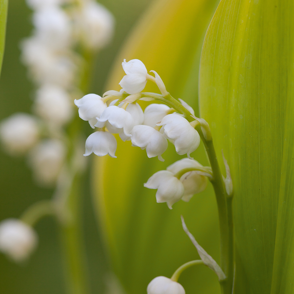 Lily of the valley, Fragrant Flowers, Shade-Loving Plant, Lily Of The  Valley 
