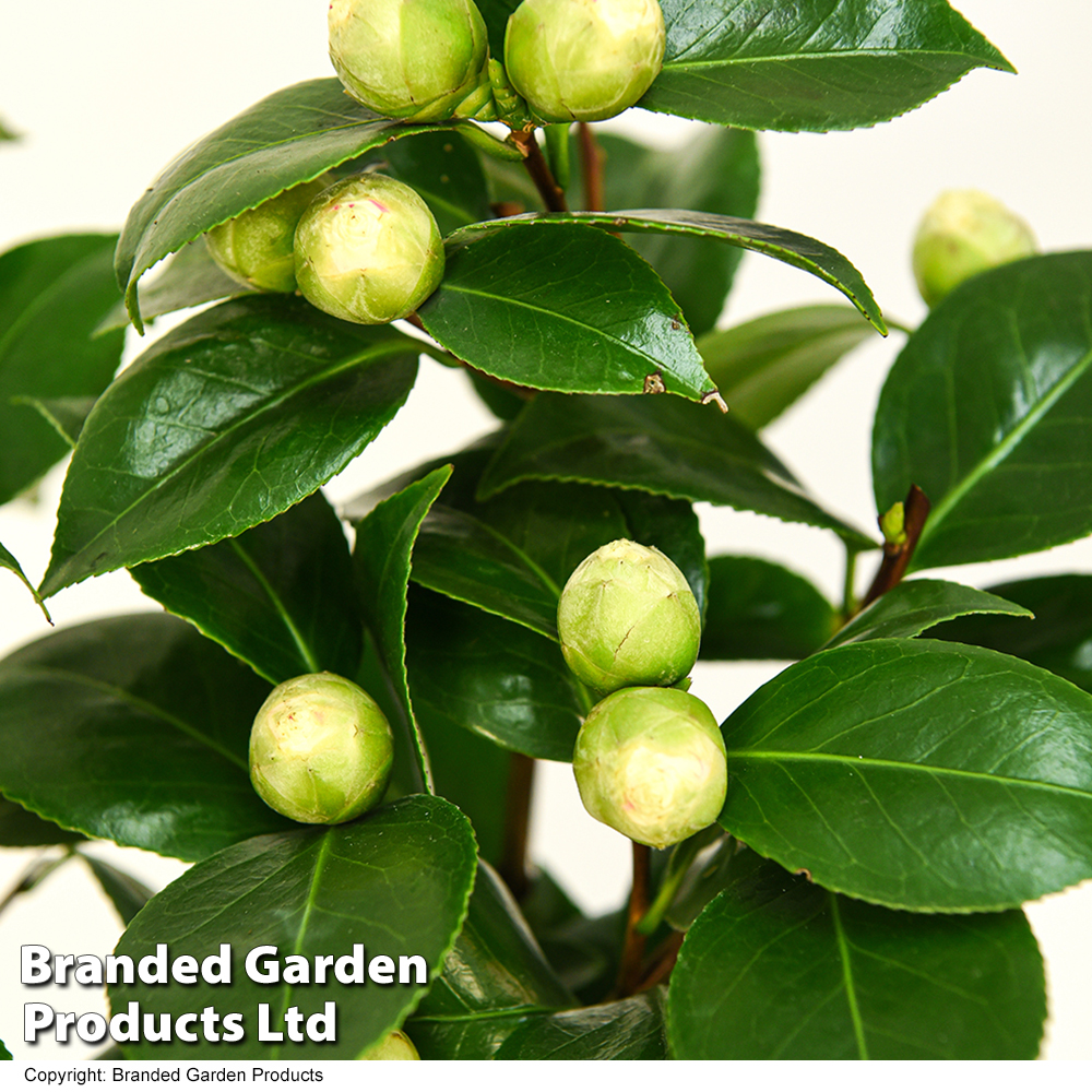 Camellia 'Blooming Wonder White' | Suttons