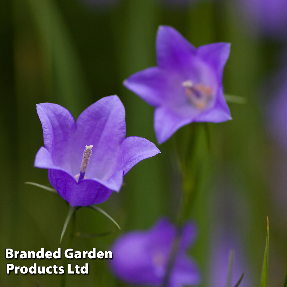 Campanula rotundifolia deals