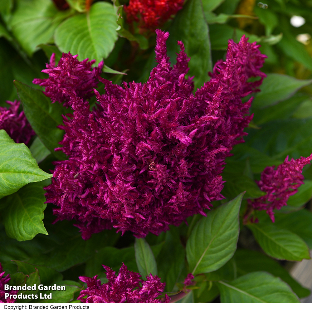 Celosia 'First Flame Mix' | Suttons