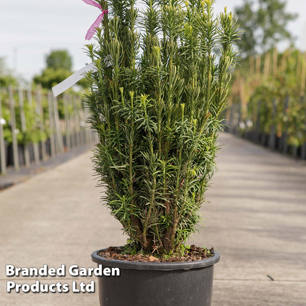 Cephalotaxus harringtonia 'Fastigiata' | Suttons