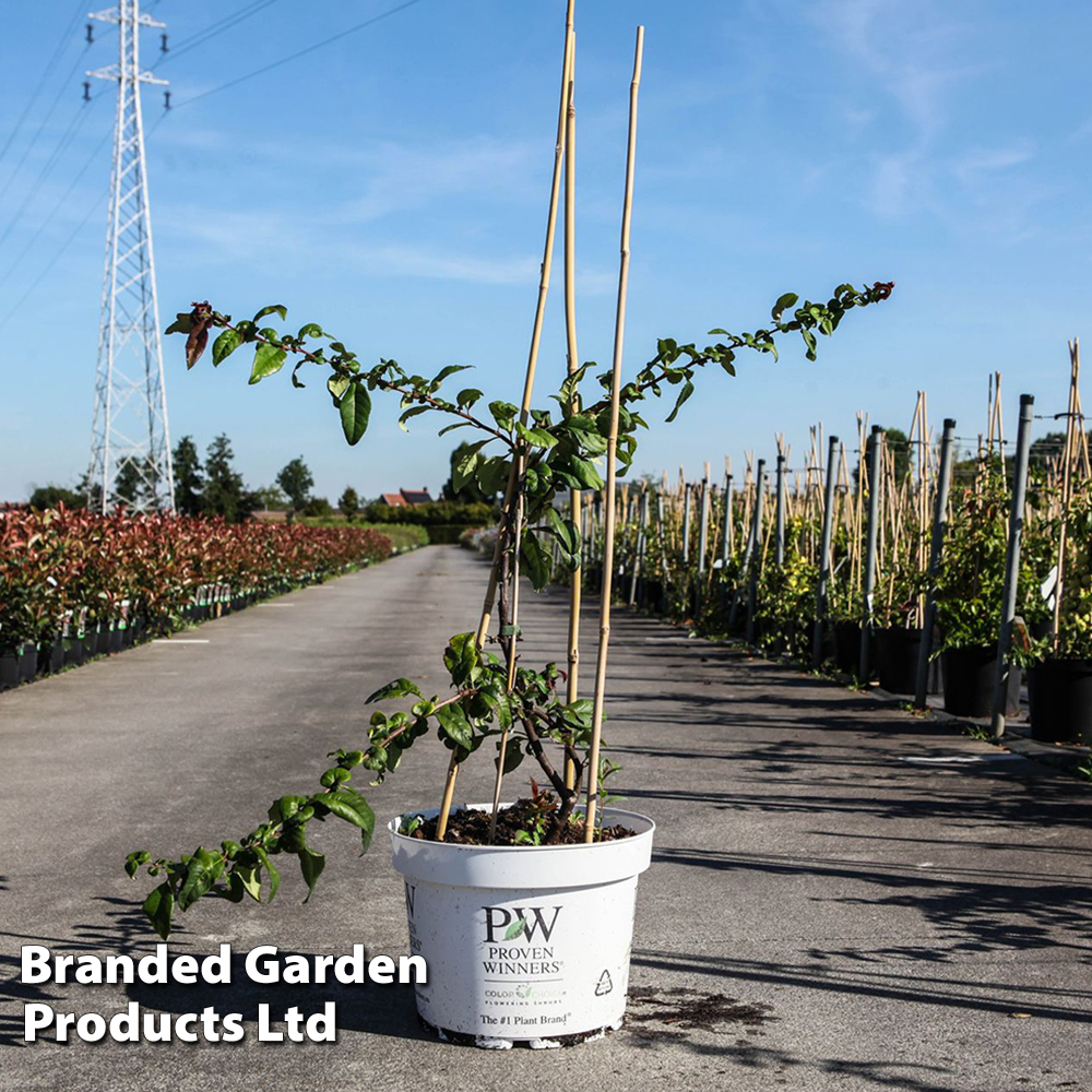 Chaenomeles speciosa 'Mango Storm' | Suttons