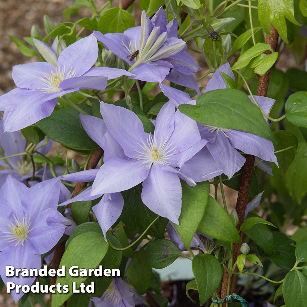 Clematis Cezanne™ evipo023 | Suttons