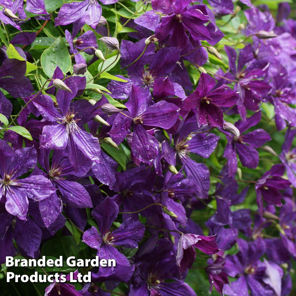 Clematis viticella 'Polish Spirit' | Suttons