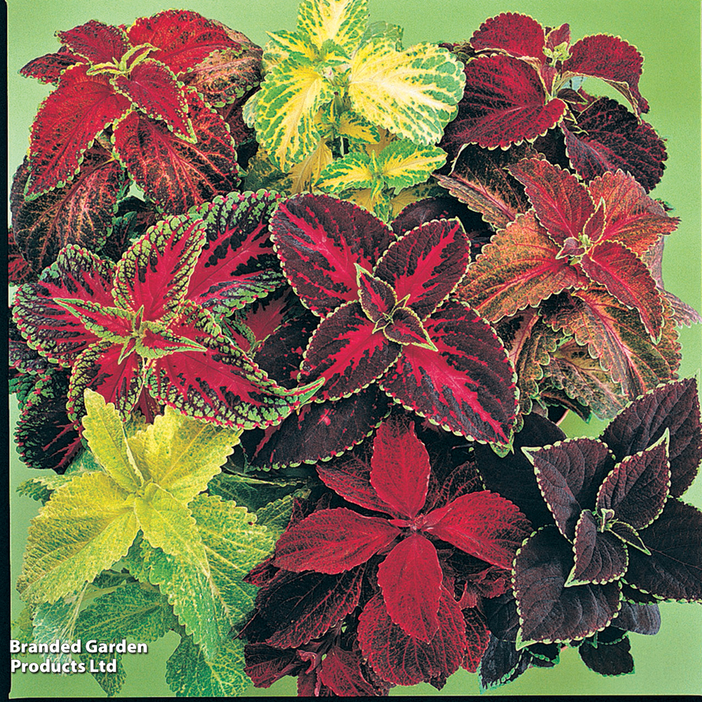 Coleus 'Wizard Mix' | Suttons