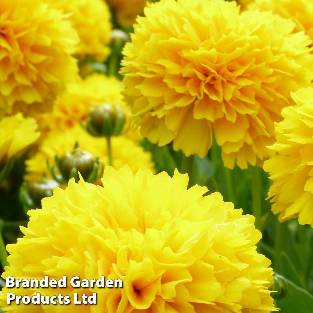 Coreopsis Golden Sphere | Suttons