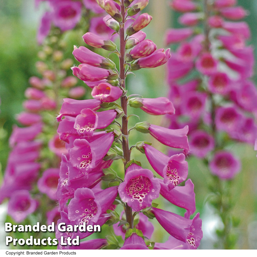 Foxglove 'Camelot Rose' | Suttons