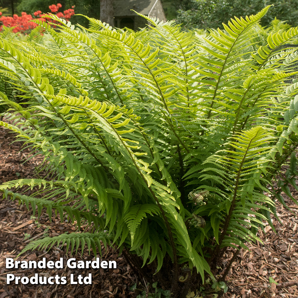 Dryopteris atrata | Suttons