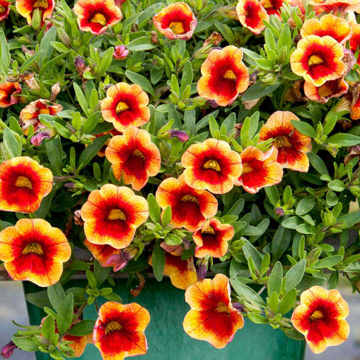 Calibrachoa Plants - Orange Red Eye | Suttons