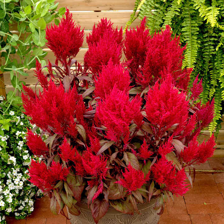 Celosia Dragons Breath 10 Suttons