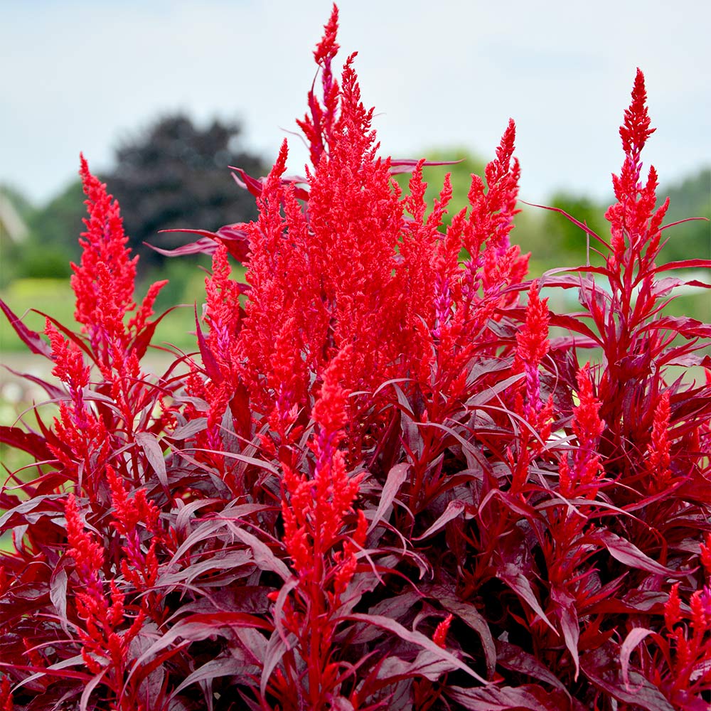 Celosia Dragons Breath 10 Suttons