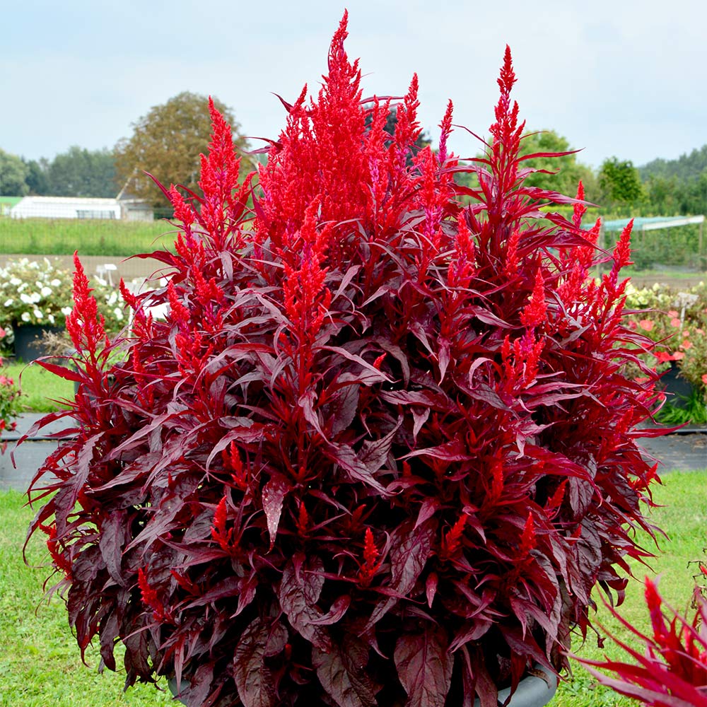 Celosia Dragons Breath 10 Suttons