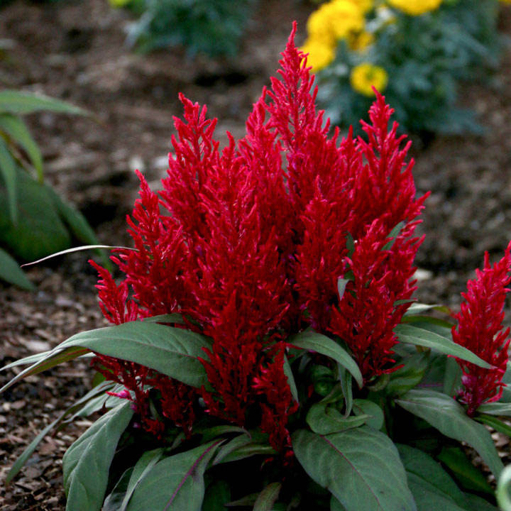 Celosia Dragons Breath 10 Suttons