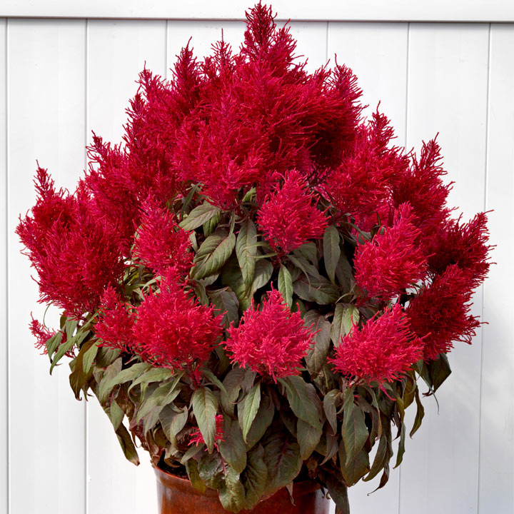 Celosia Dragons Breath 10 Suttons