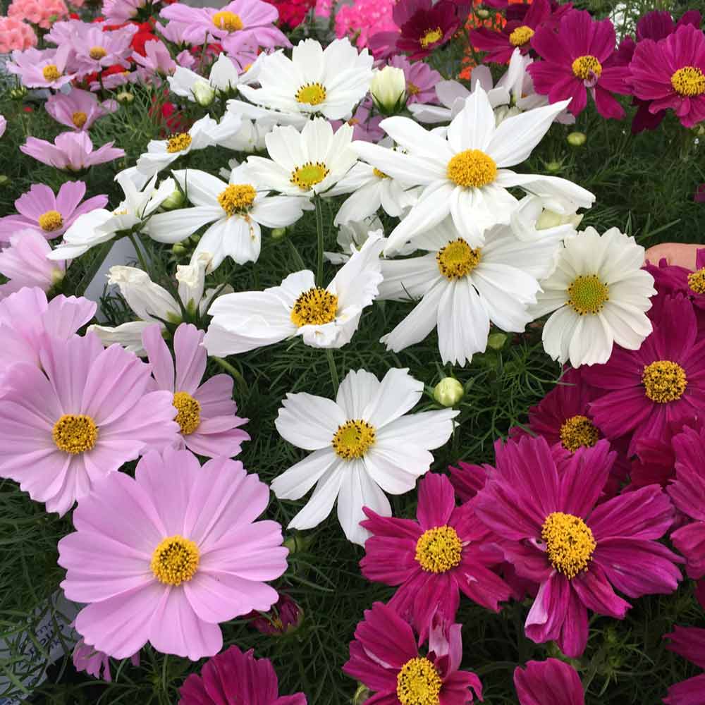 Cosmos Potted Plant - Apollo Mix | Suttons