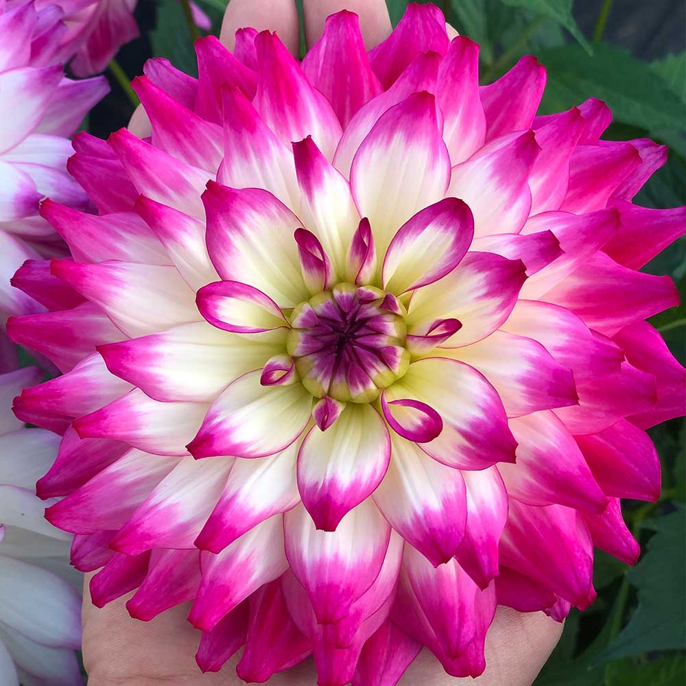Dahlia Plant - LaBella® Maggiore Rose Bicolour | Suttons
