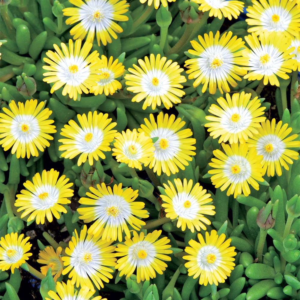 Delosperma Plant - Jewel Of The Desert Peridot 