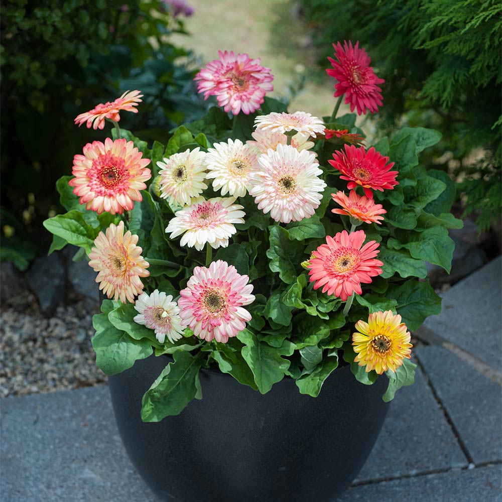 Gerbera Potted Plants - Cartwheel® Strawberry Twist | Suttons