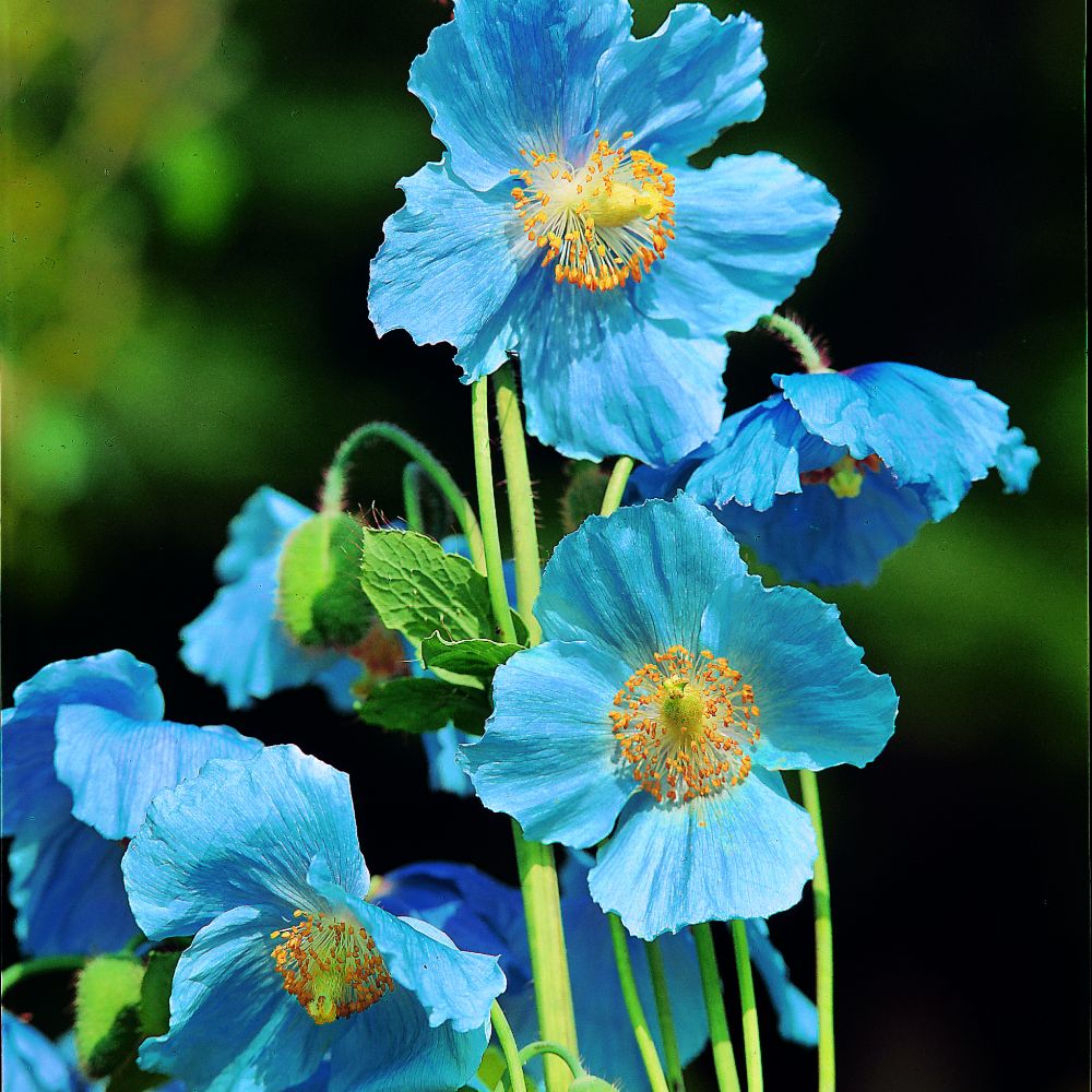 Himalayan Poppy Seeds - Lingholm | Suttons