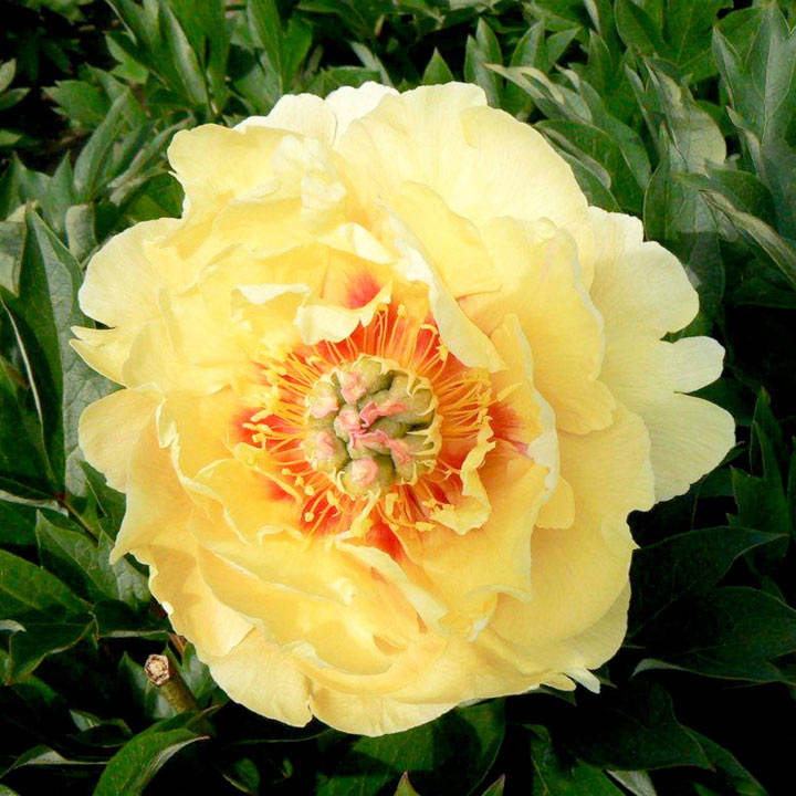 Paeonia Plant - ITOH Garden Treasure | Suttons