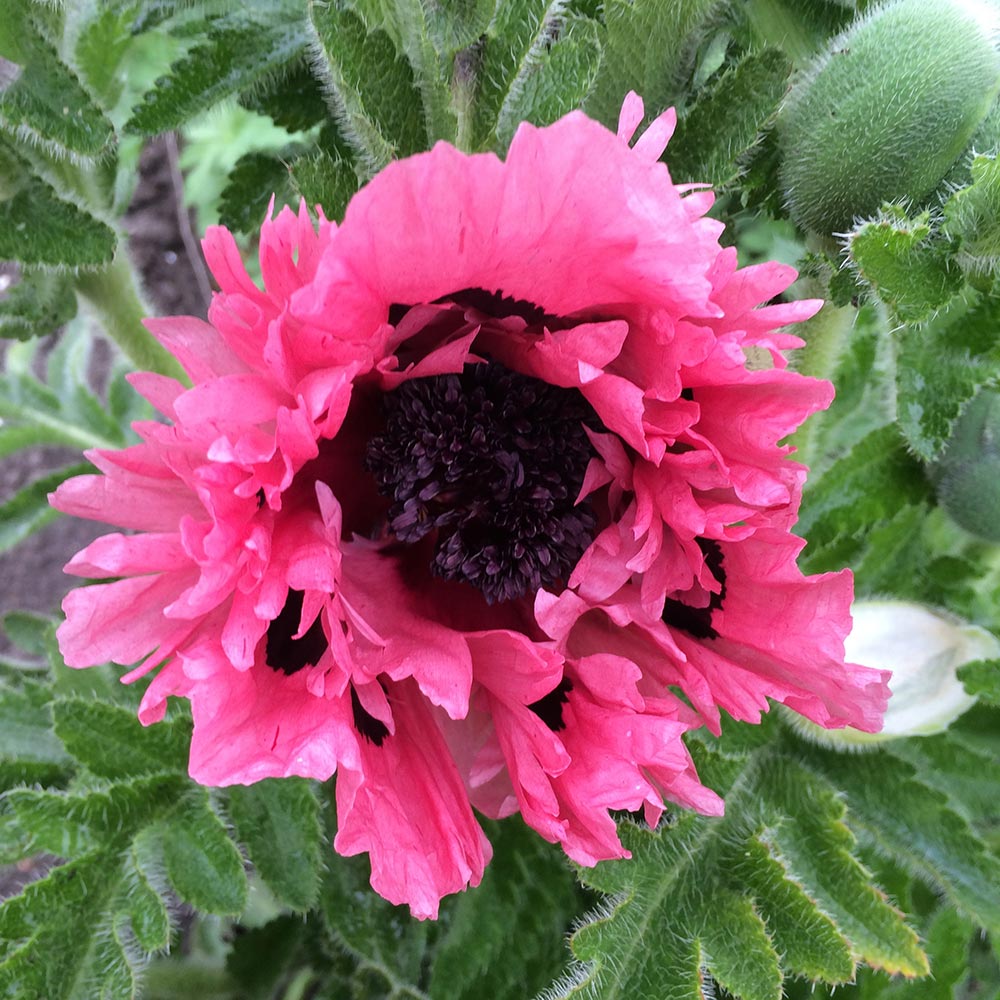 Papaver Plant - Pink Perfection | Suttons