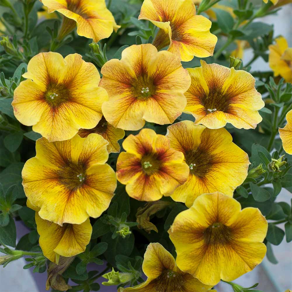 Super Petunia (Beautical) Plants - Caramel Yellow | Suttons