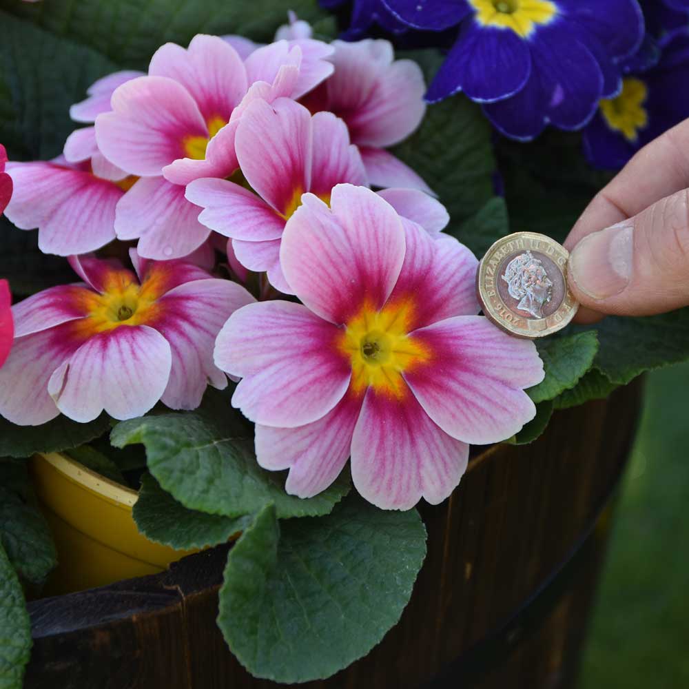 Primrose Plants - Rambo Appleblossom | Suttons