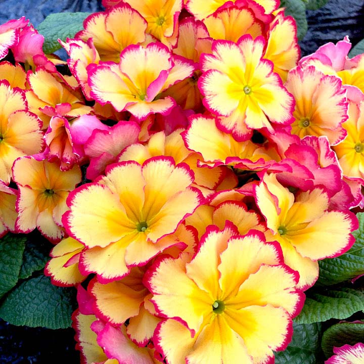 Primula Plants - Rhubarb & Custard | Suttons