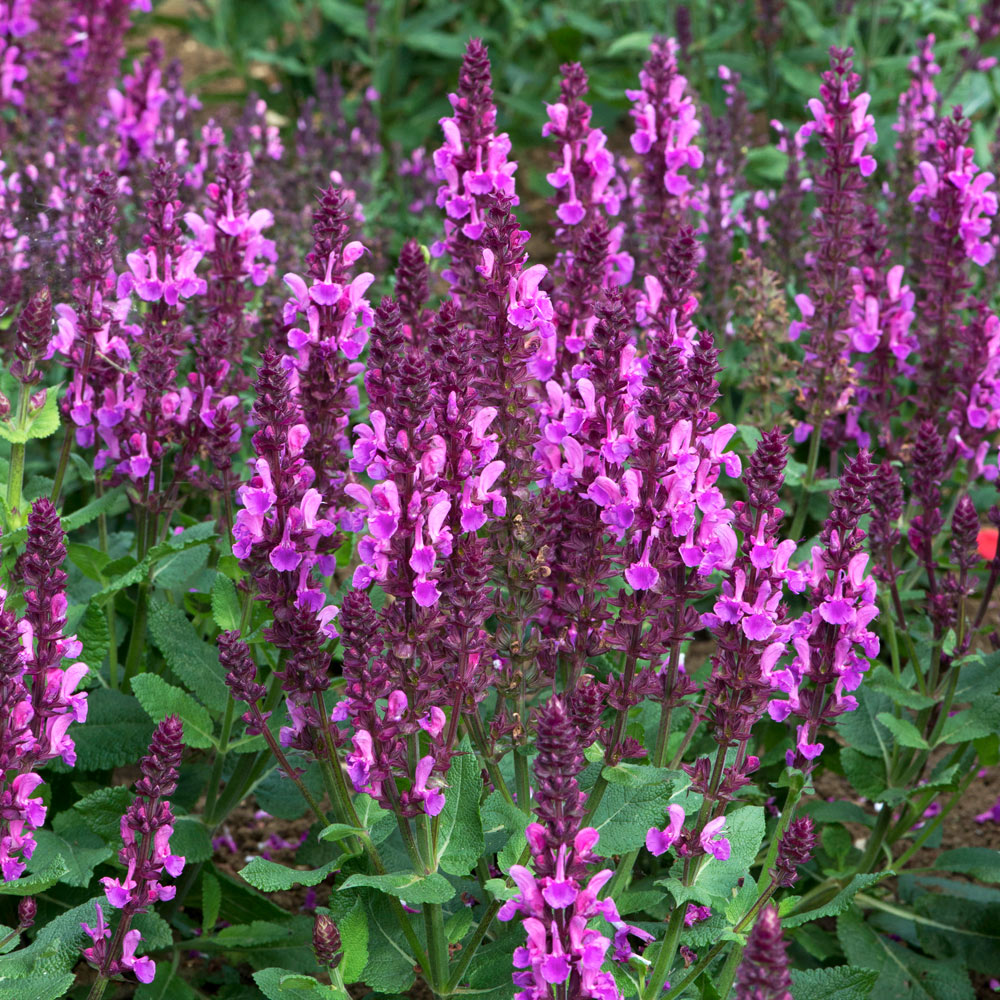 Salvia Rose Marvel | Suttons