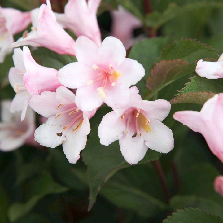 Weigela florida 'Polka' | Suttons