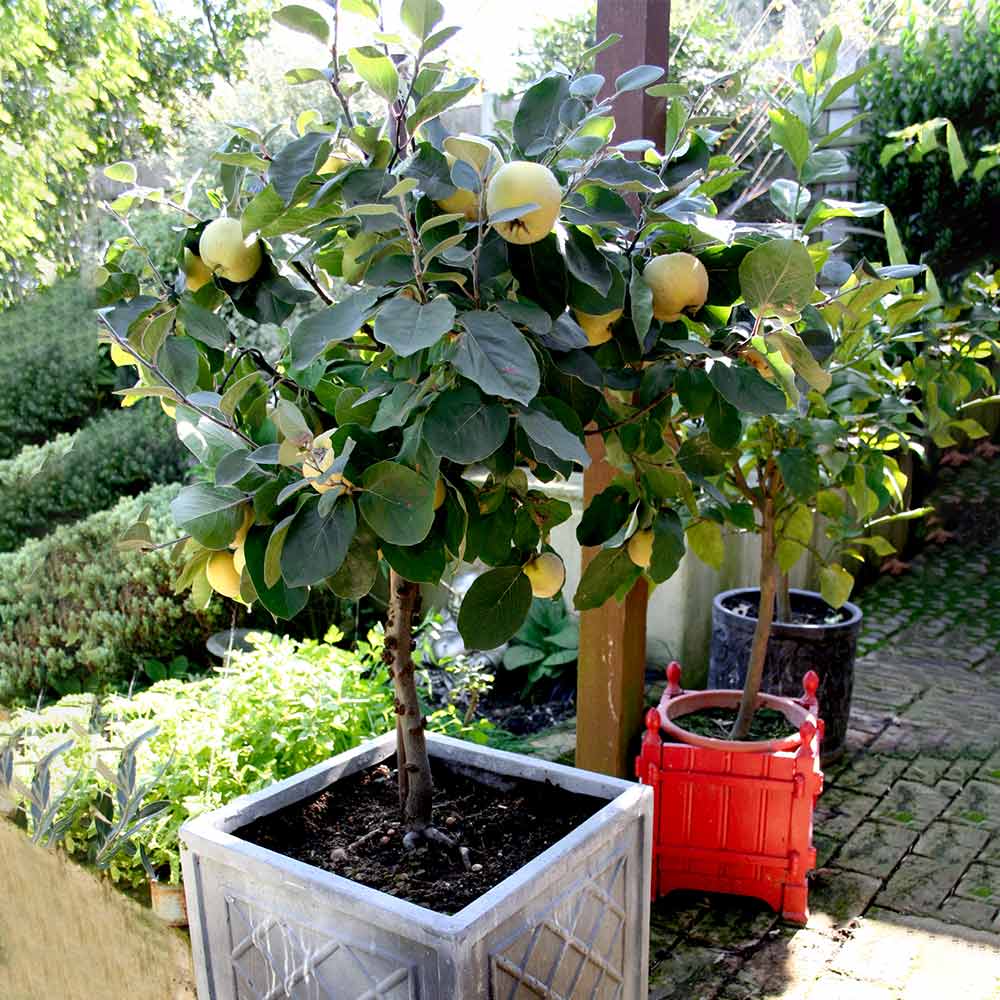 Quince Dwarf Fruit Tree | Suttons