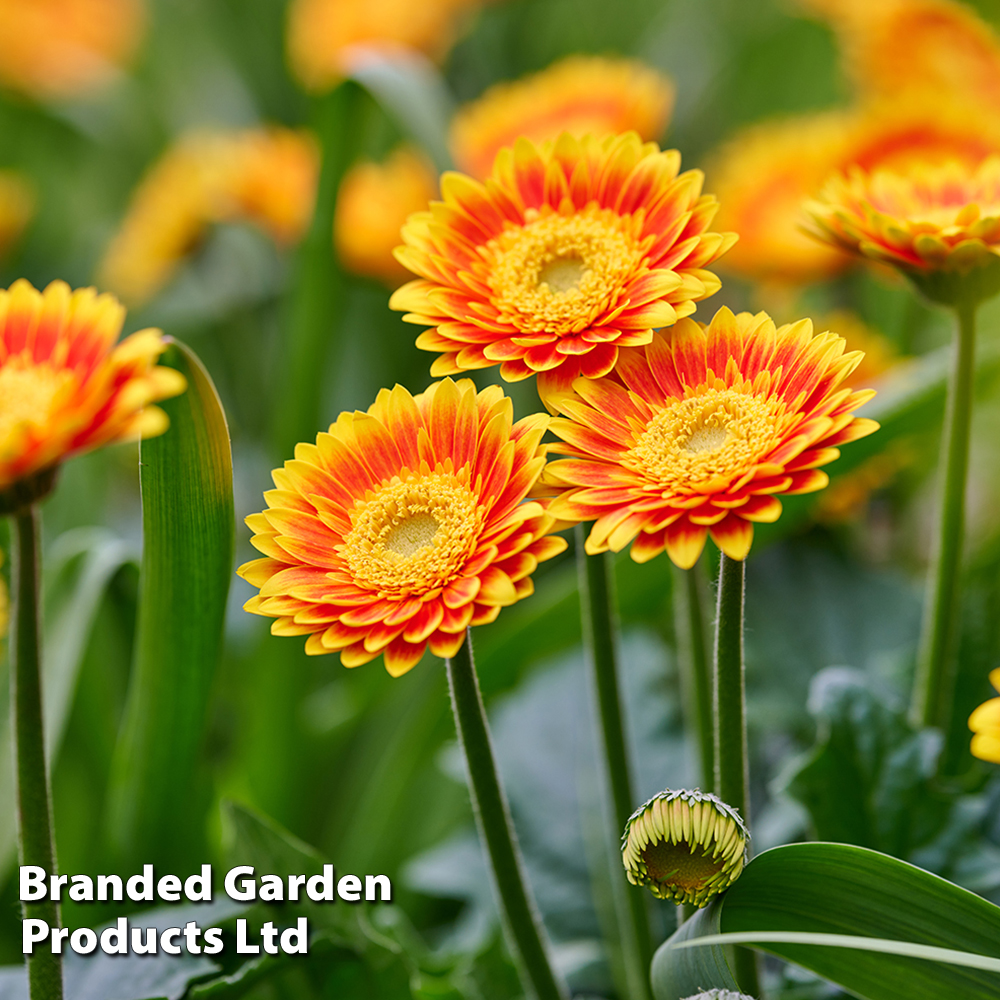 Gerbera 'Garvinea Sweet Blaze' | Suttons