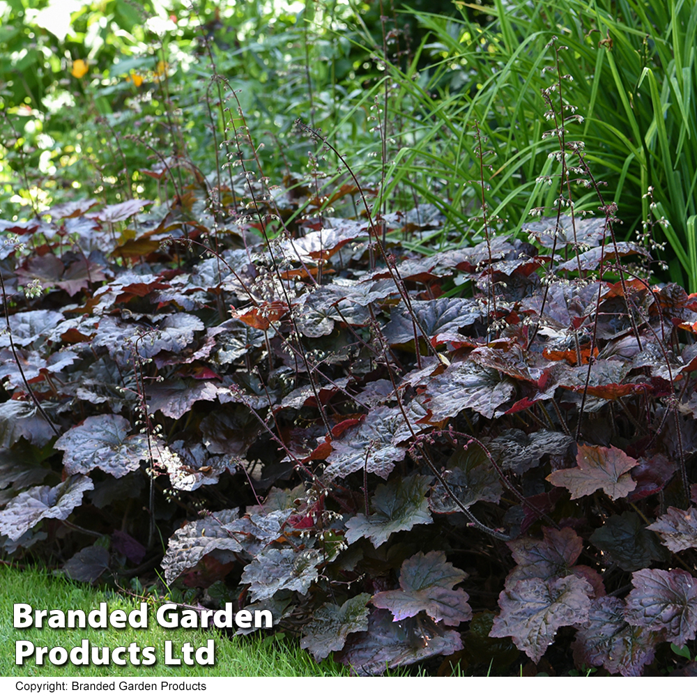 Heuchera plum store pudding