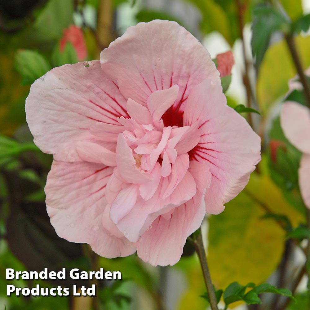 Hibiscus syriacus PINK CHIFFON