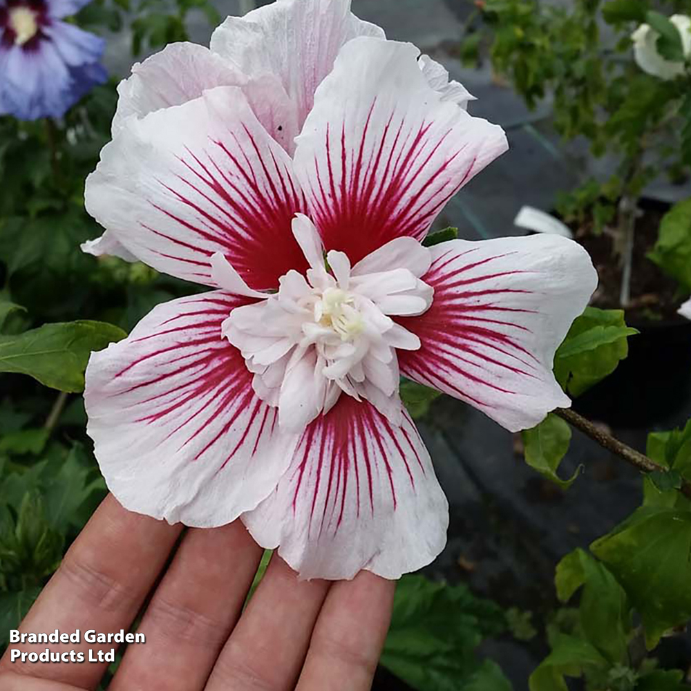 Hibiscus 'Starburst Chiffon' | Suttons