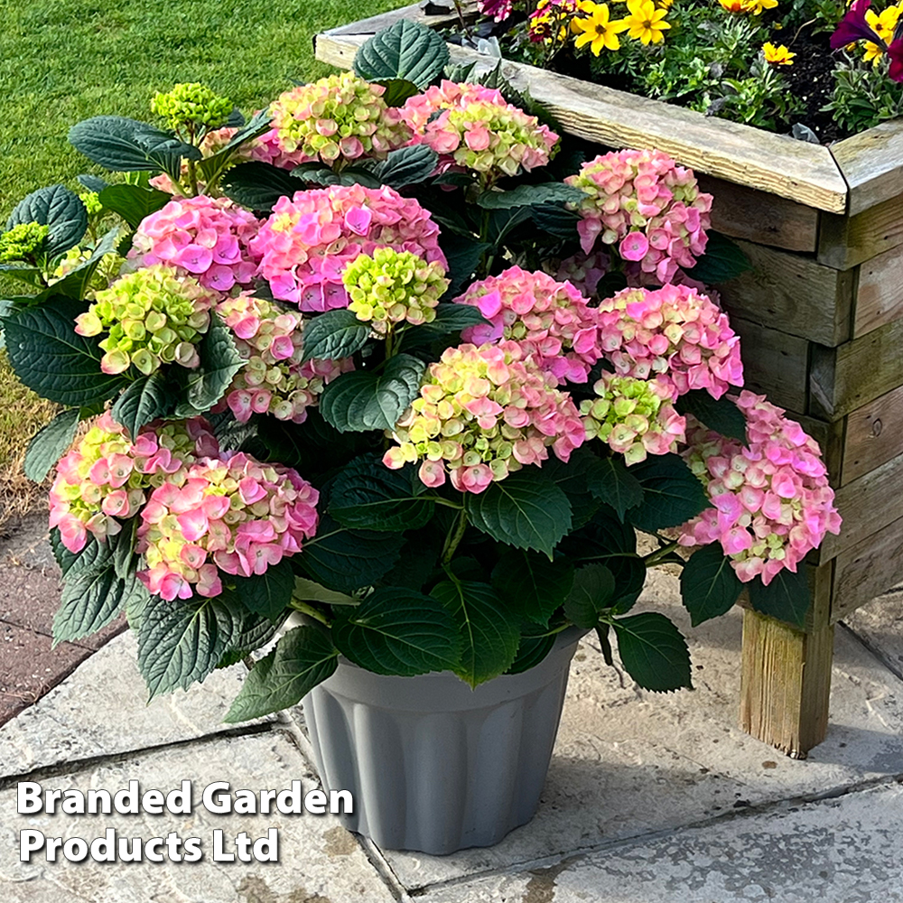 Hydrangea macrophylla 'Pink' | Suttons