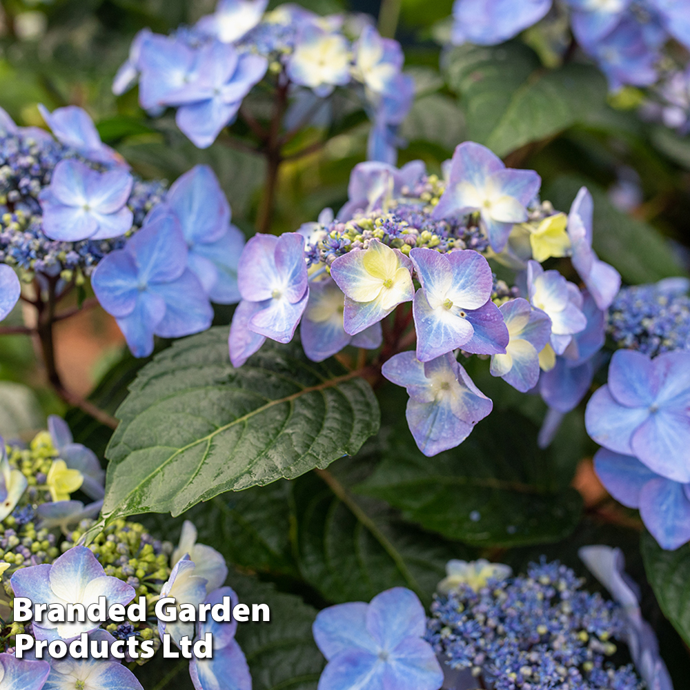 Hydrangea 'Endless Summer POP STAR' | Suttons