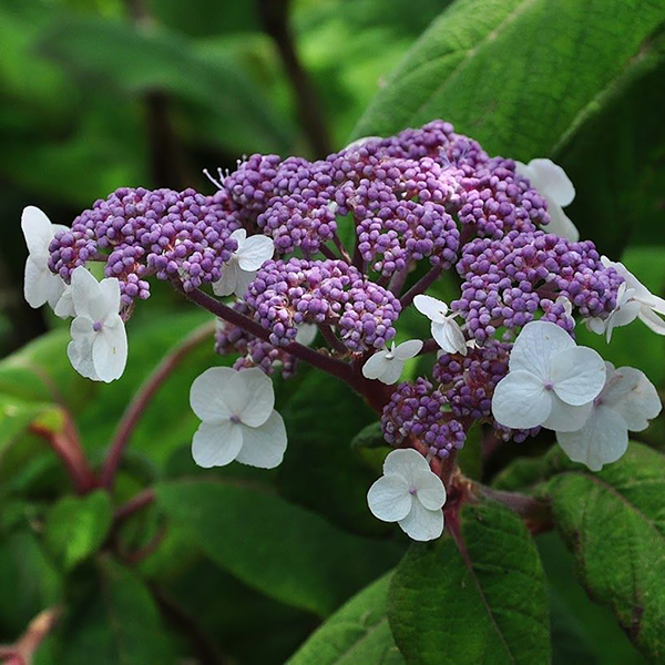 Hydrangea aspera clearance