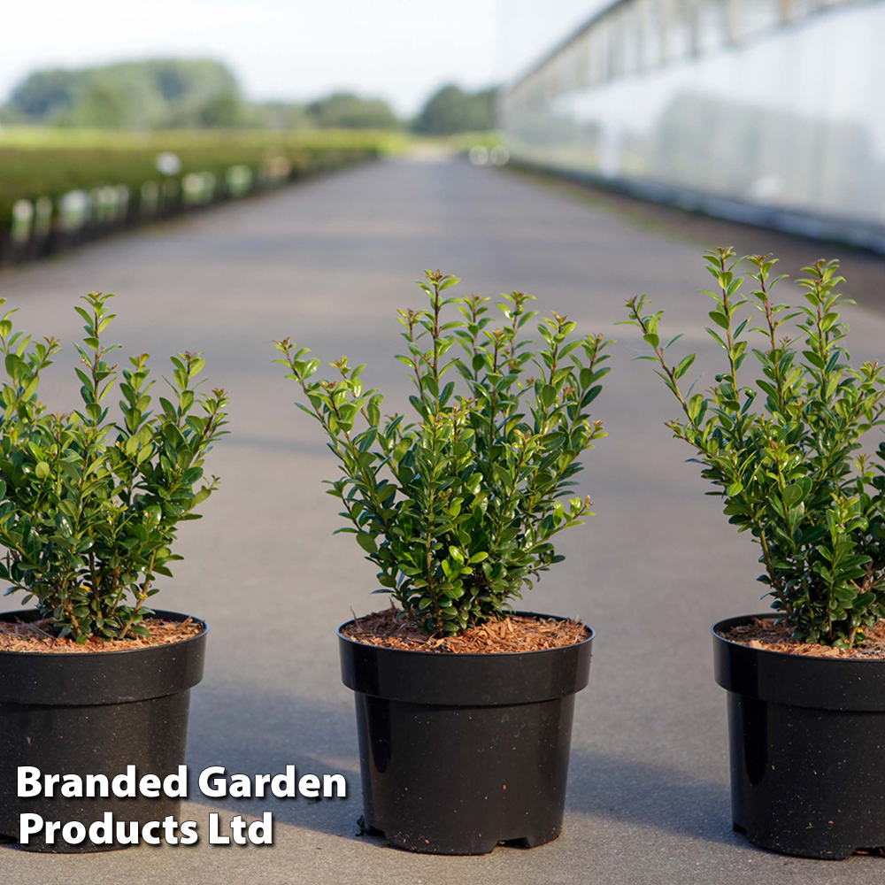 Ilex crenata 'Caroline Upright' | Suttons