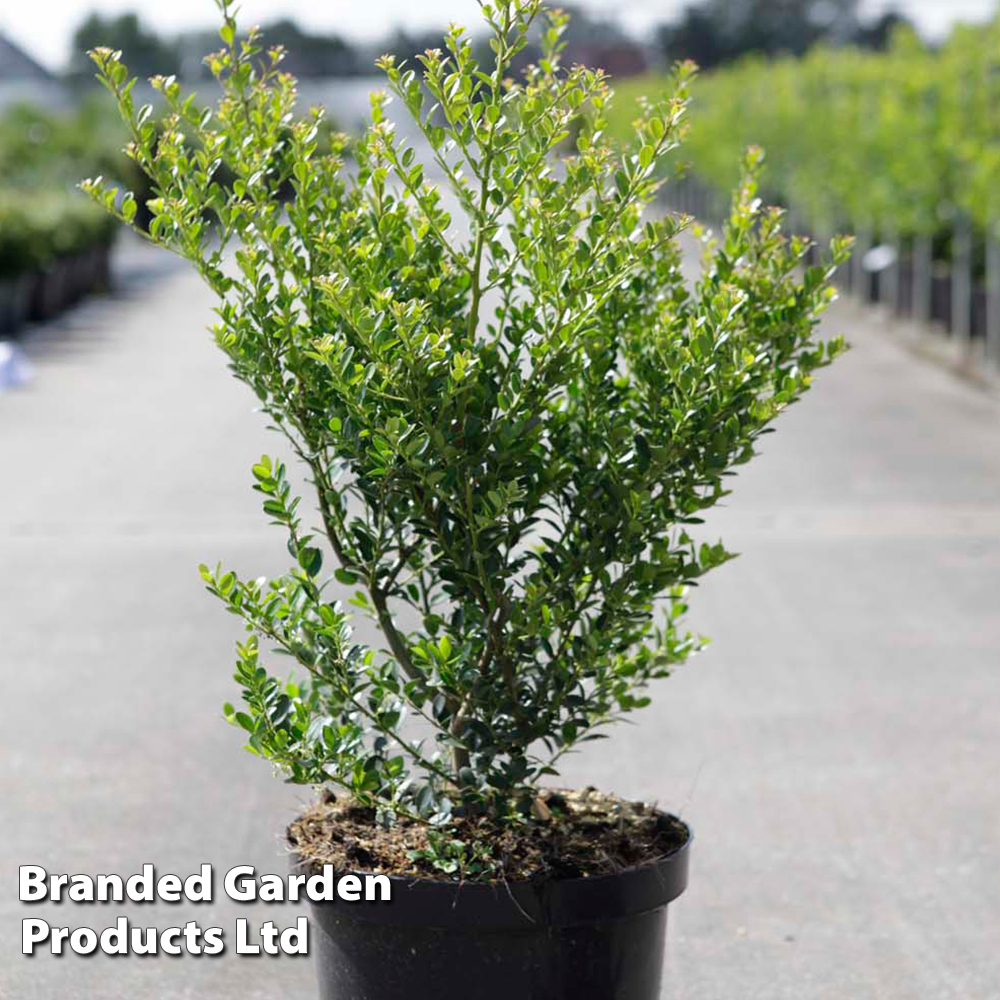 Ilex crenata 'Green Hedge' | Suttons