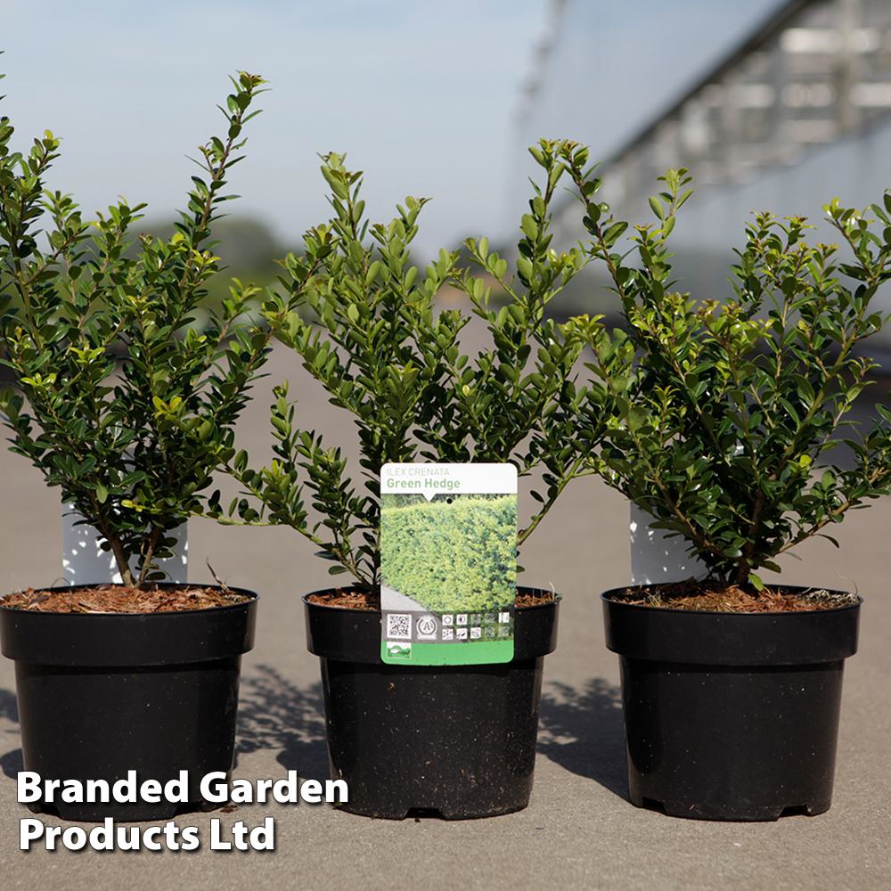 Ilex crenata 'Green Hedge' | Suttons