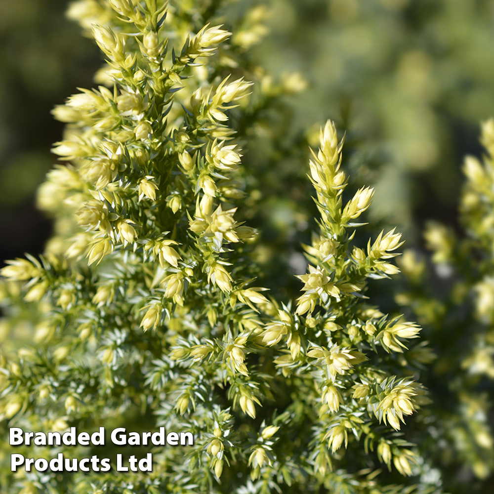 Juniperus pingii 'Hulsdonck Yellow' | Suttons