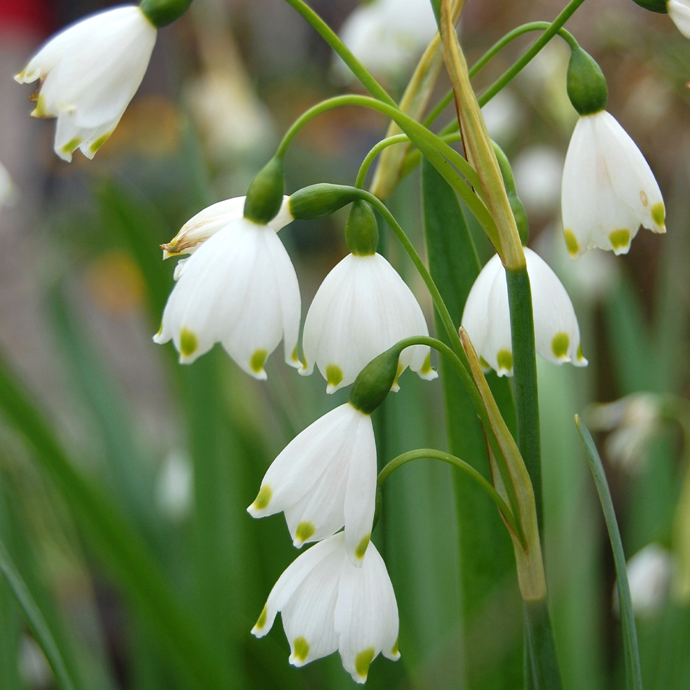 Leucojum Gravetye Giant | Suttons