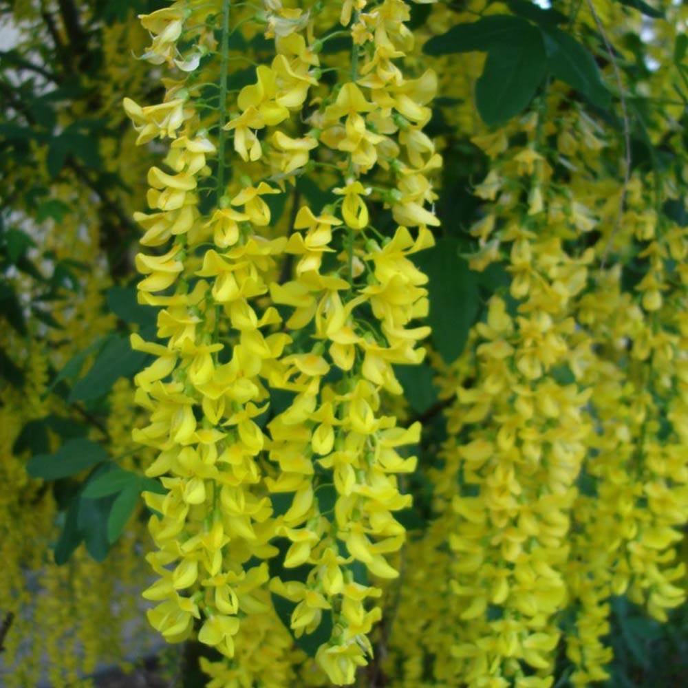 Laburnum (golden chain) trees and purple alliums in bloom at