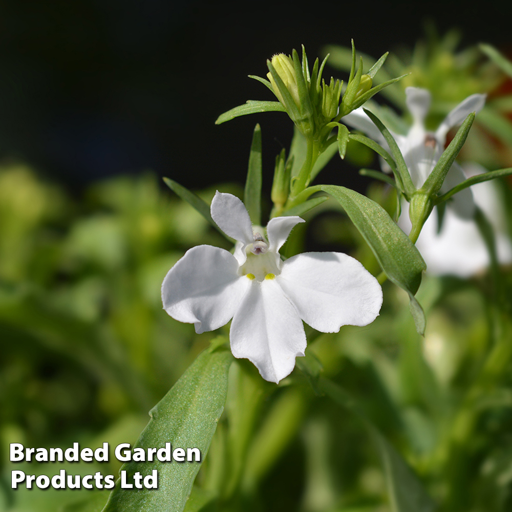 Lobelia White Lady | Suttons