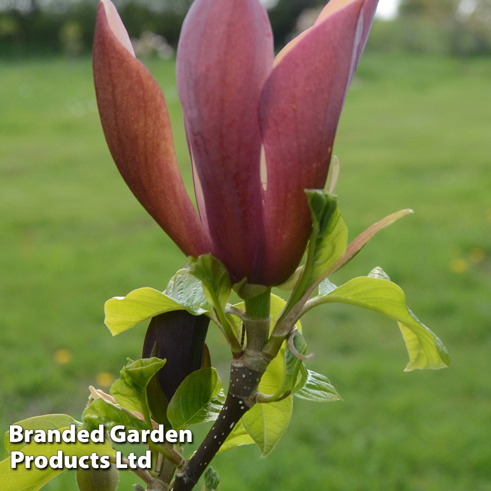 Magnolia 'black Beauty' 